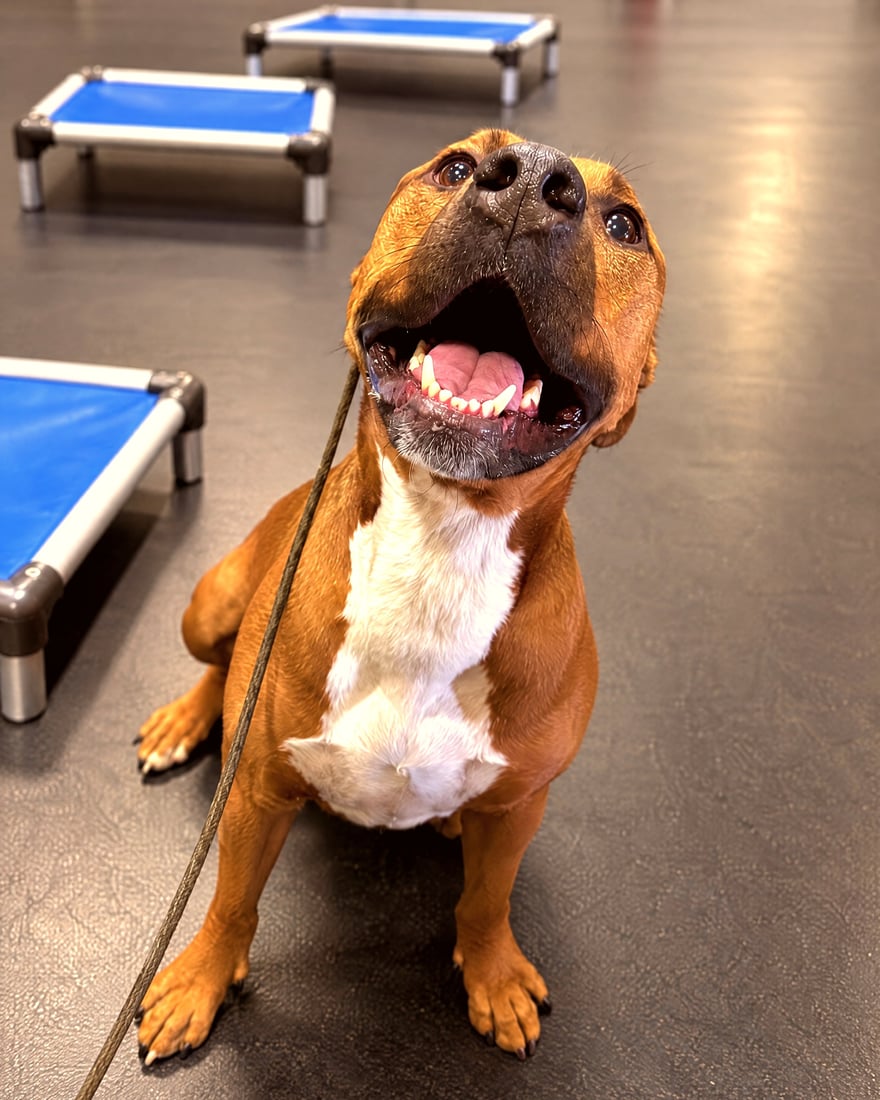 Brown and white pit bull mix sitting on an indoor training floor looking up happily near blue training cots.