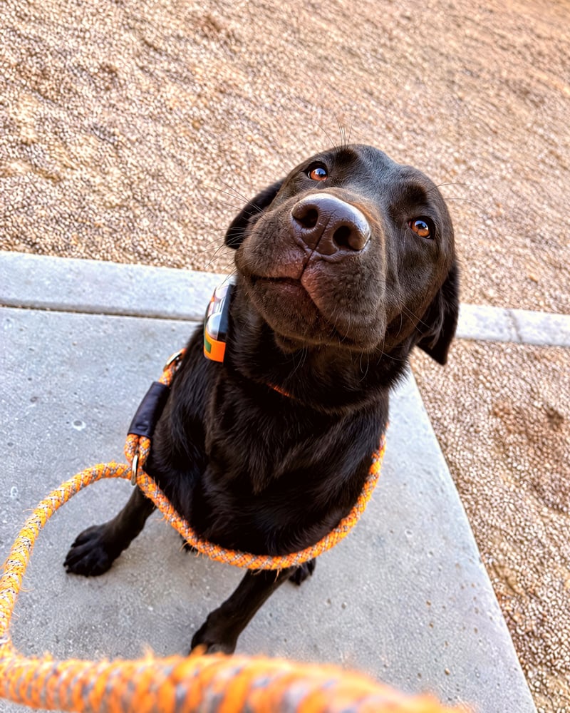 A black Labrador Retriever looks up directly at the camera while sitting outside on a leash.