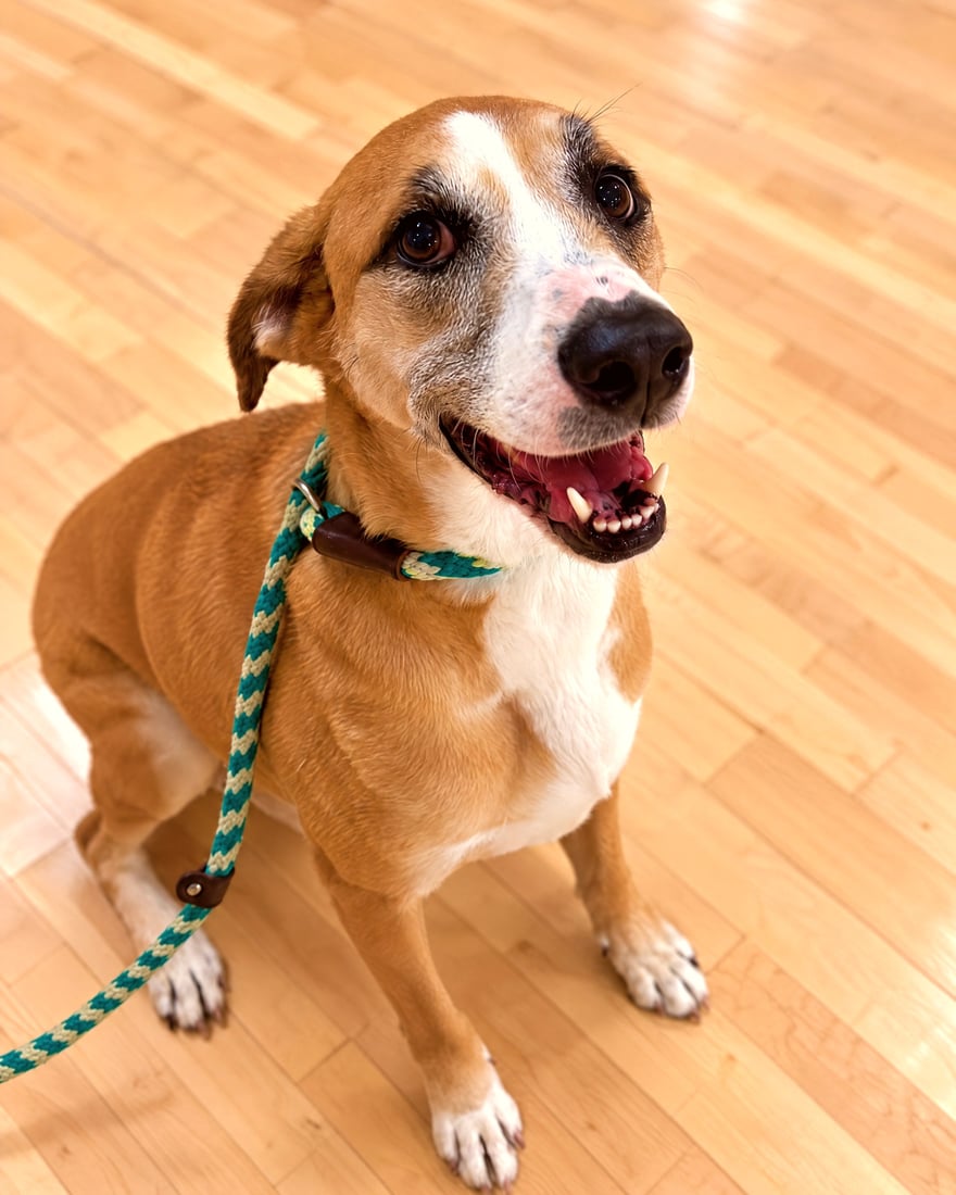 A smiling tan and white dog wearing a slip leash sits attentively on a wooden floor.
