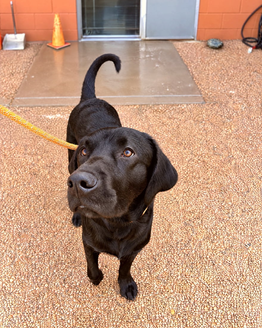 Black Labrador looking up attentively while on leash outside a training facility.