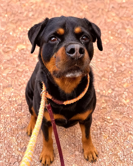 A Rottweiler sitting attentively on a leash on outdoor reddish ground and looking up.
