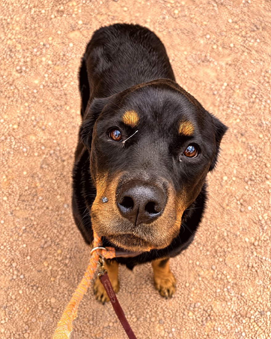 Rottweiler sitting calmly on a lead, looking up attentively at the handler.