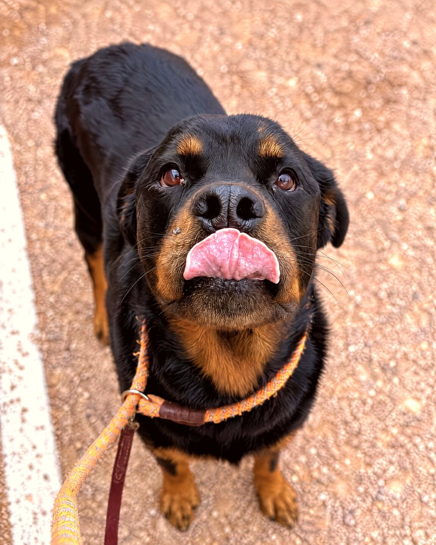 A black and tan Rottweiler on leash looks up attentively during training at the outdoor facility.