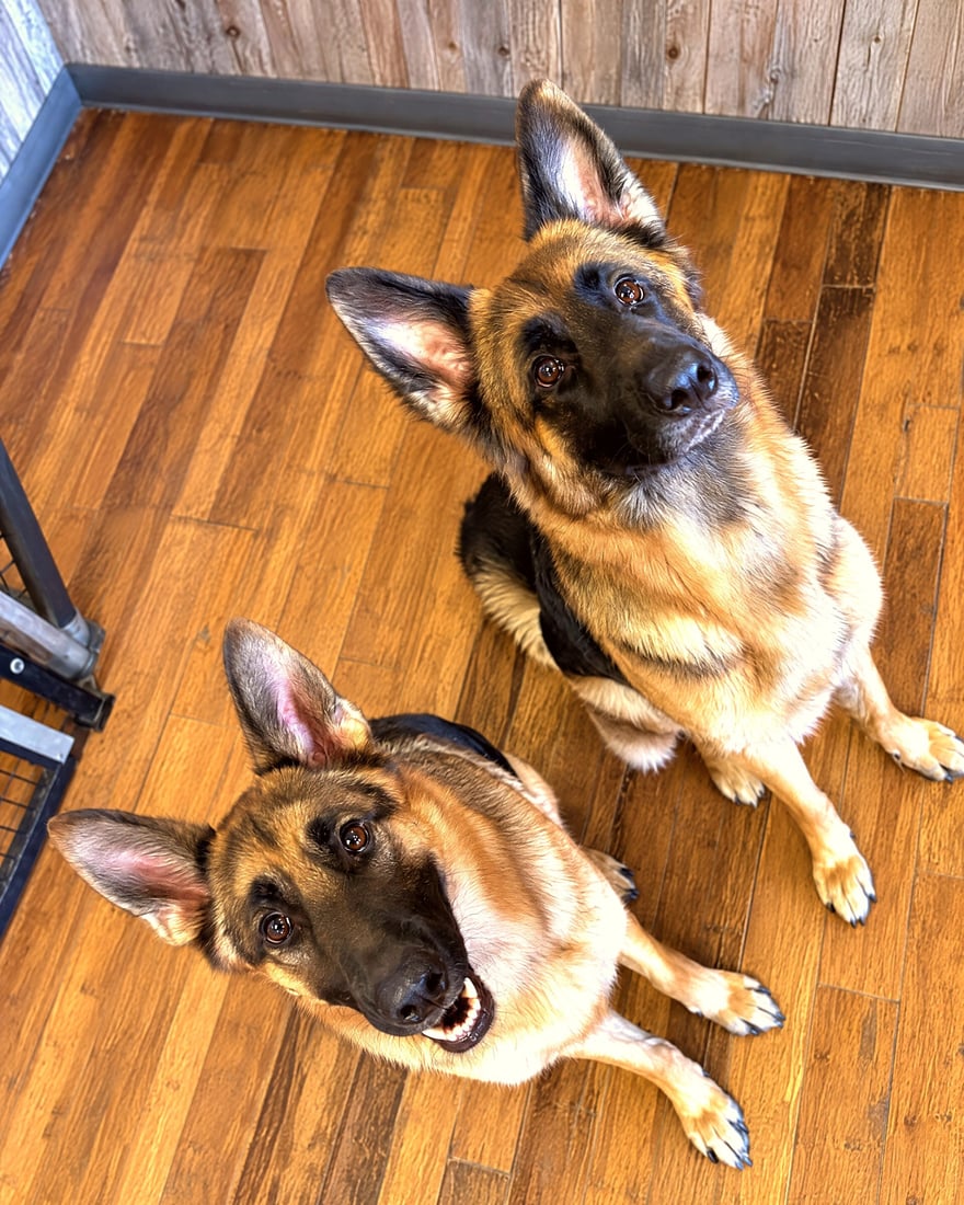 Two German Shepherds sit side by side on indoor flooring looking up attentively.