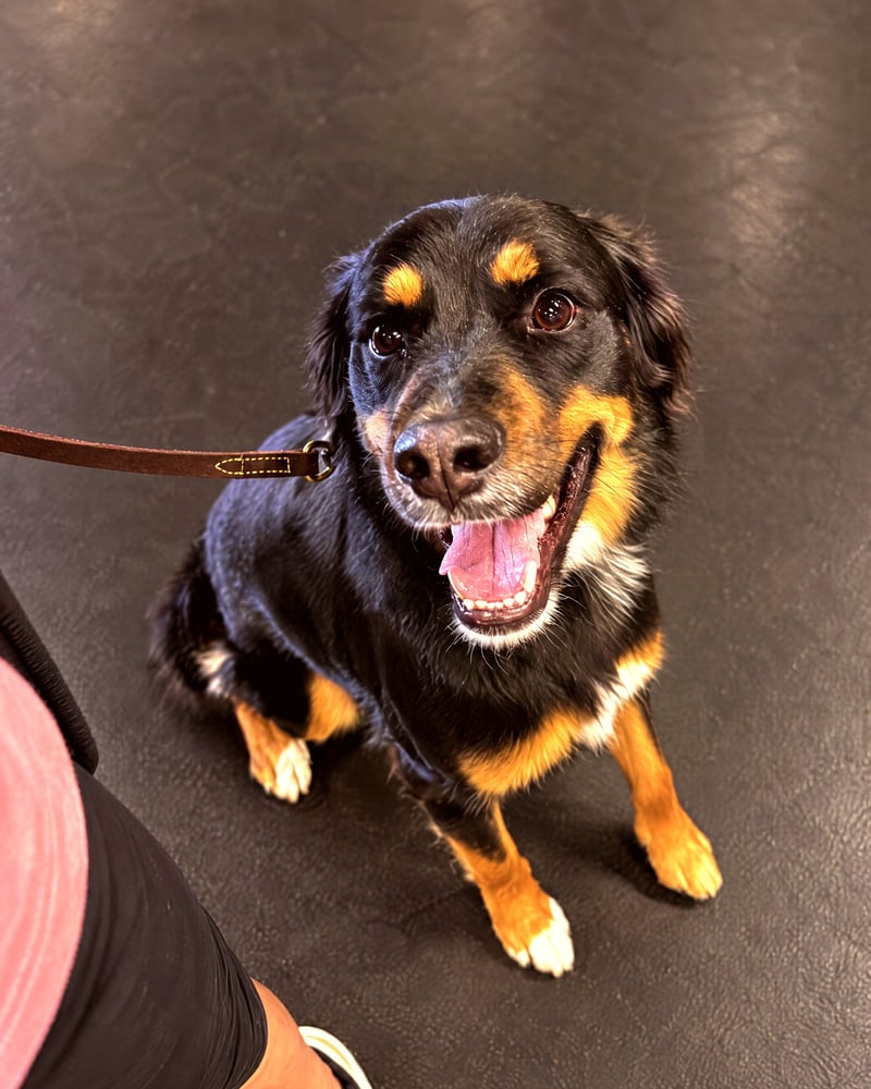 Black and tan dog looking up at owner with slack leather leash.