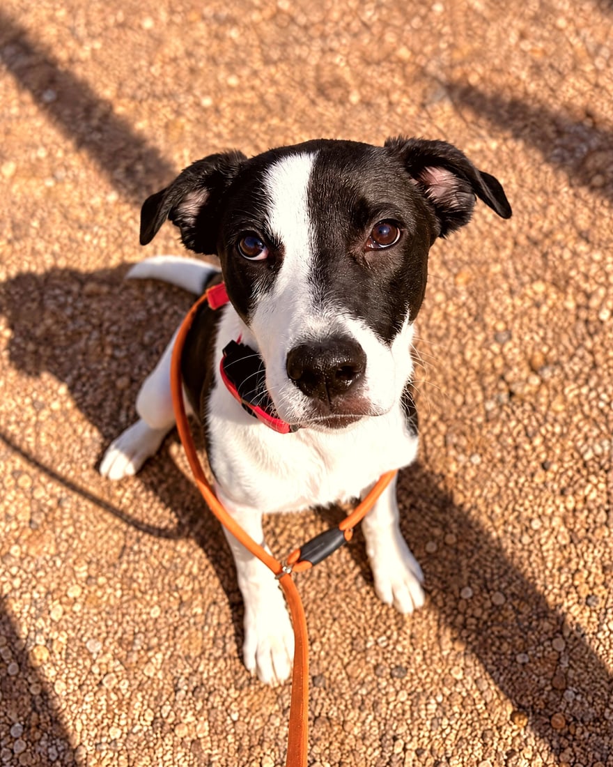 A black and white dog sitting on a gravel outdoor surface wearing an orange leash and looking up.
