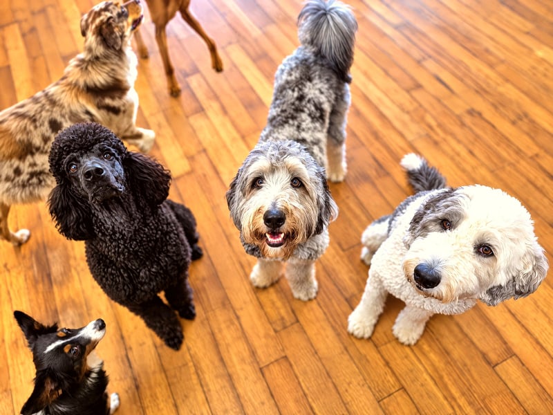 Group of dogs calmly sitting together on a wood floor during indoor supervised social time.