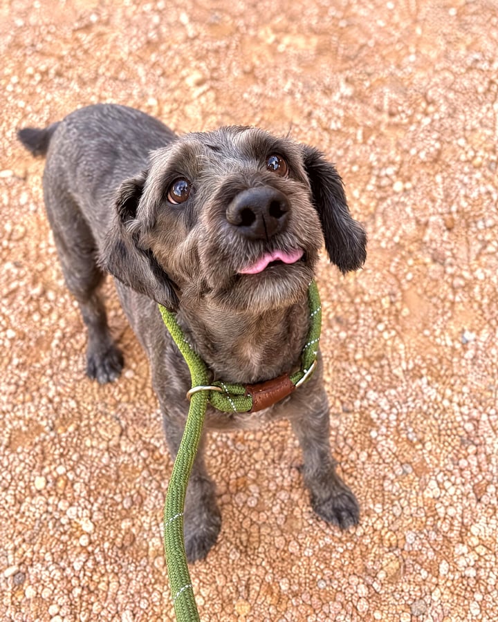 Attentive small scruffy dog on a green slip lead looking up.