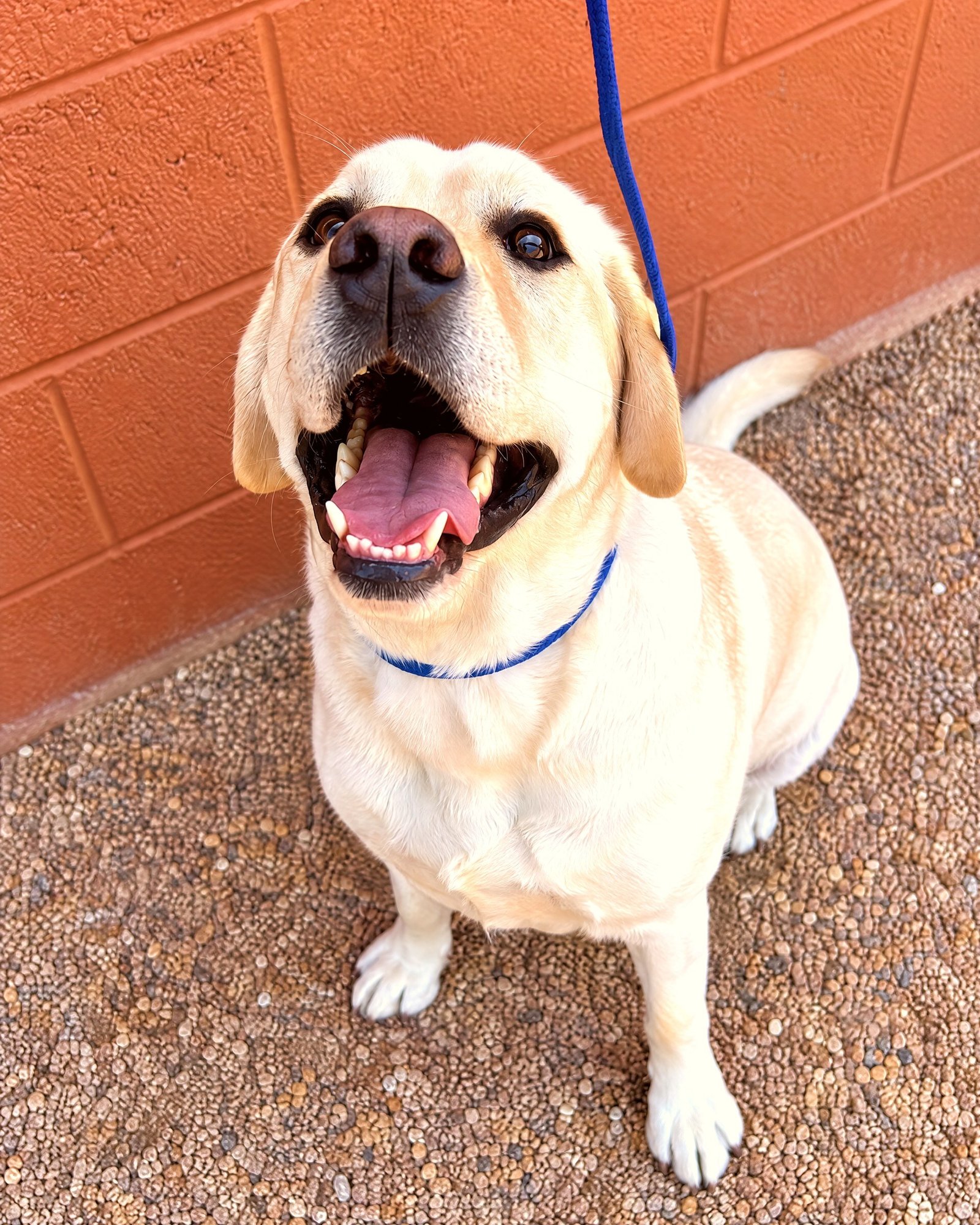 A smiling yellow Labrador retriever sits attentively on a blue leash next to a brick wall.