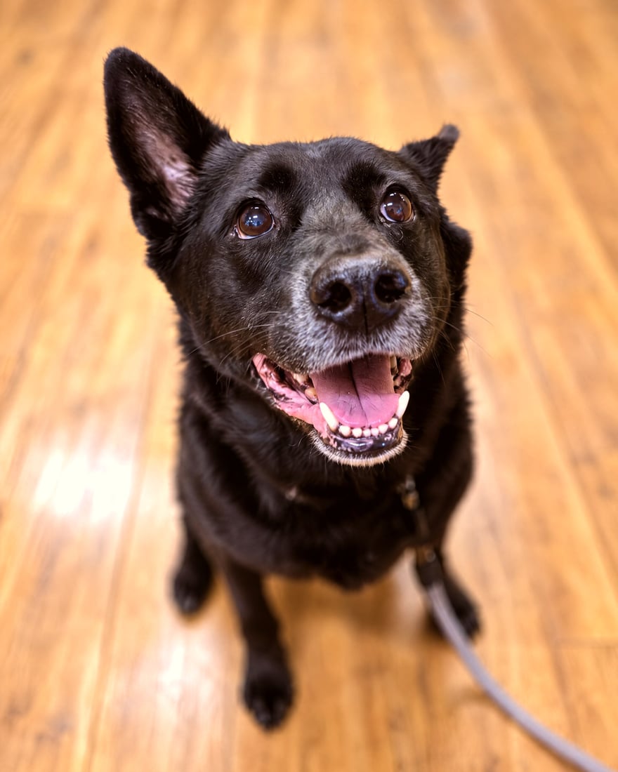 A black shepherd mix with a grey muzzle looks up happily on an indoor wooden training floor.