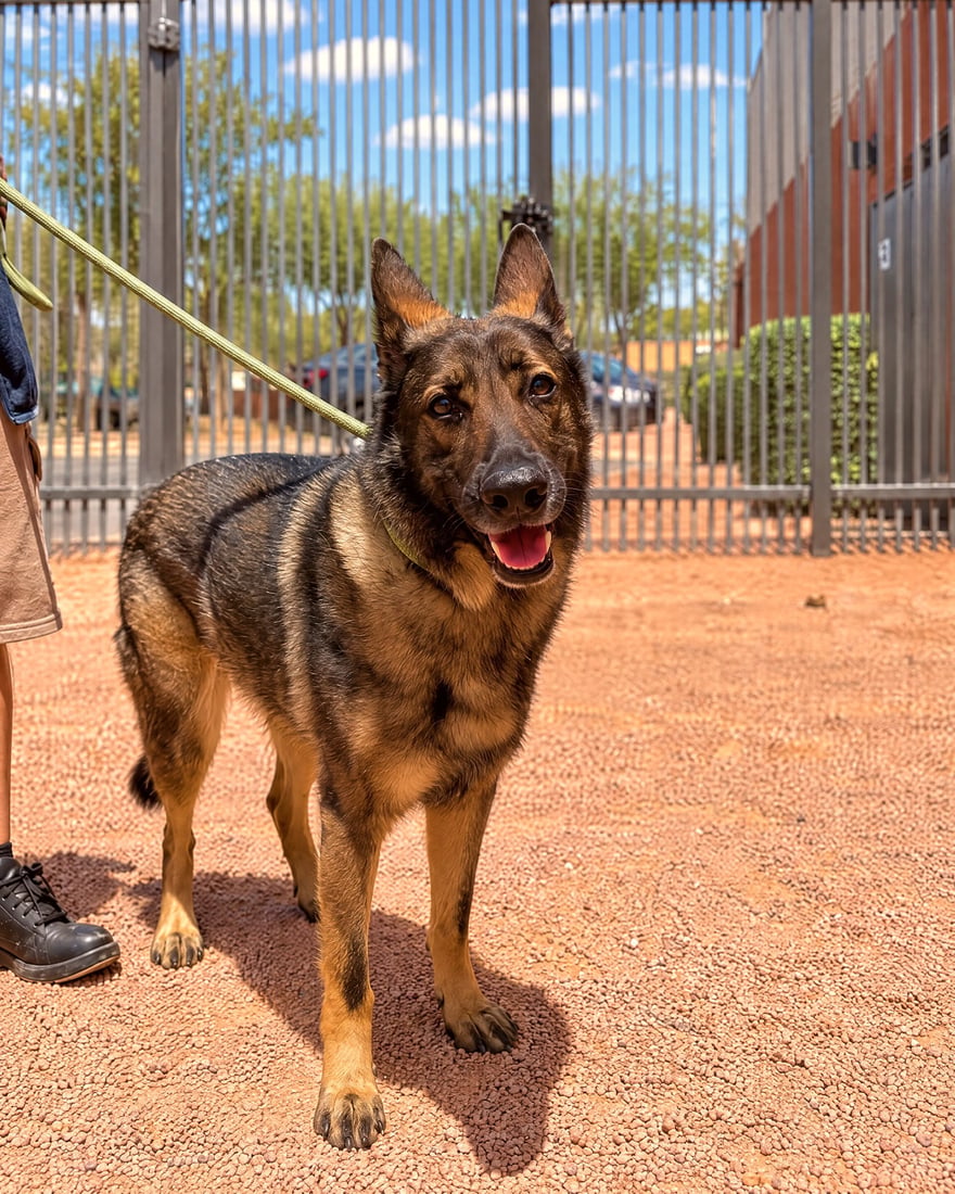 A sable German Shepherd standing attentively on leash in an outdoor gravel yard.