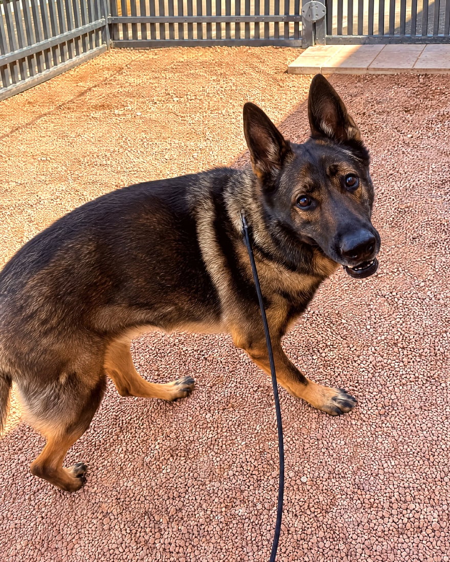 German Shepherd standing attentively on leash in an outdoor training enclosure at Partners Dogs Scottsdale.