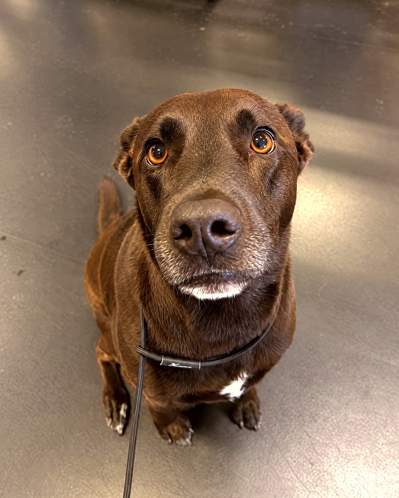 A brown dog sitting attentively on an indoor floor and looking up while wearing a slip lead.