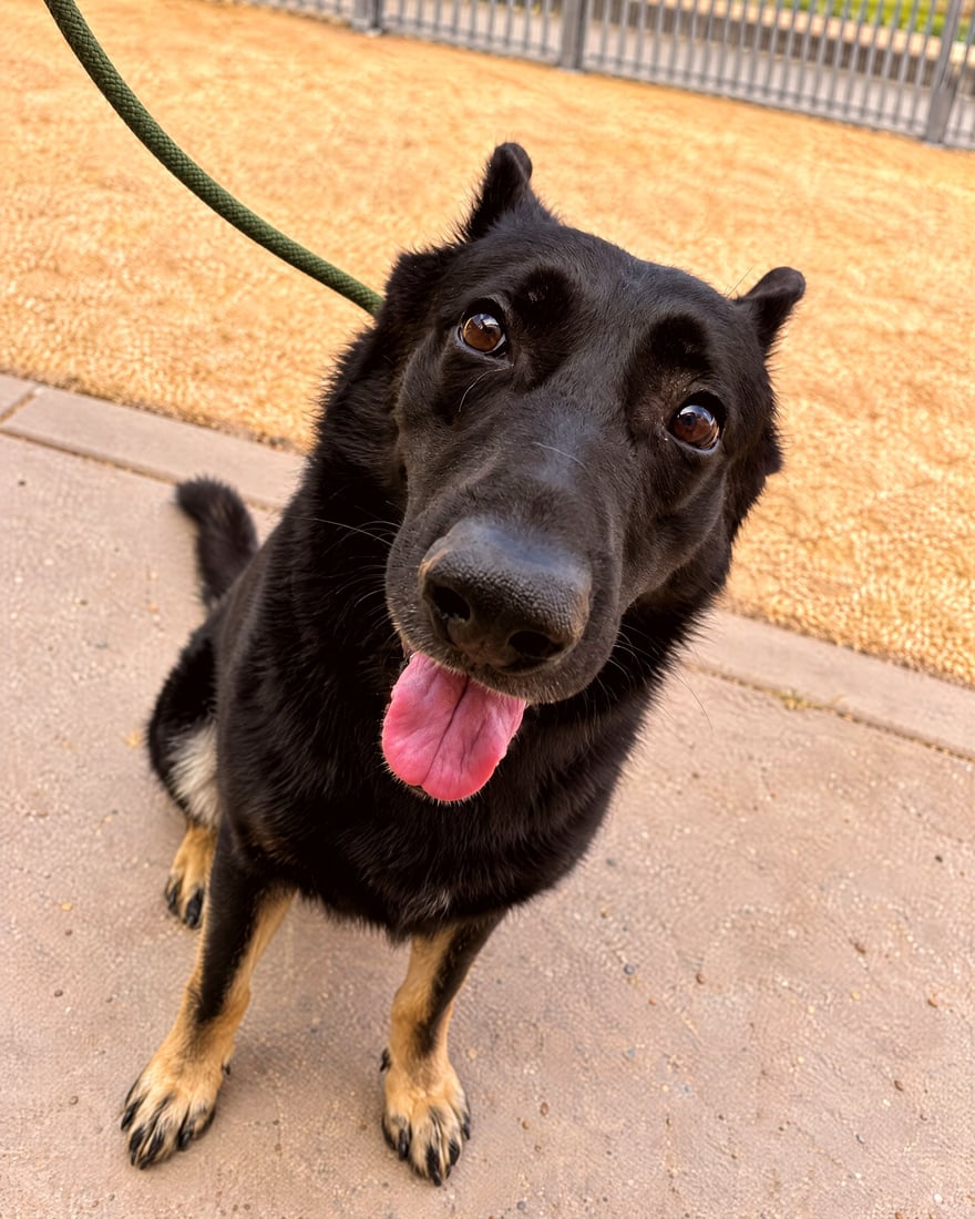A black dog on a leash sits attentively looking up while outdoors at the training campus.