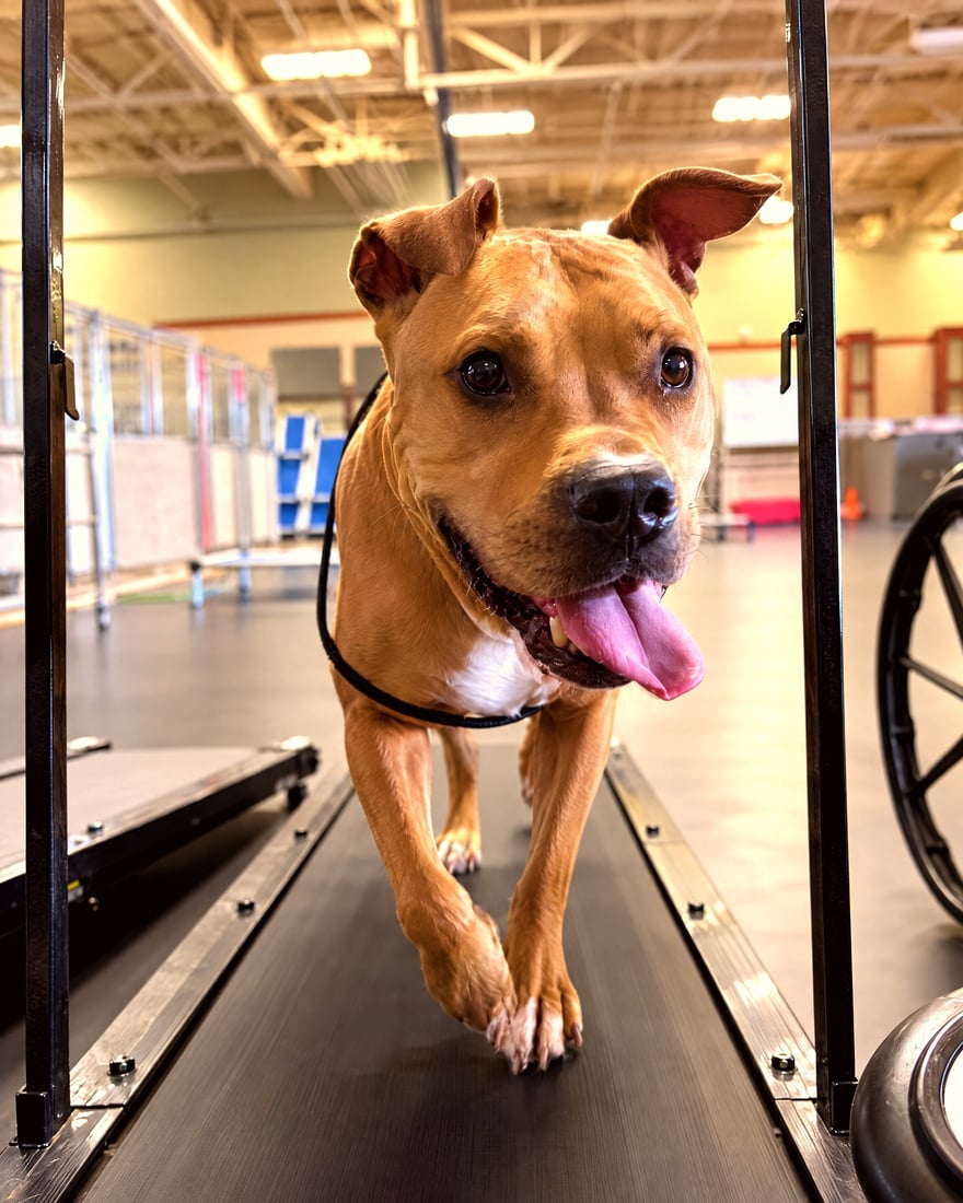 Tan pit bull type dog trotting on an indoor dog treadmill.