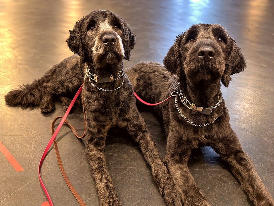 Two dark curly-coated dogs wearing prong collars lying down side by side attentively during training.