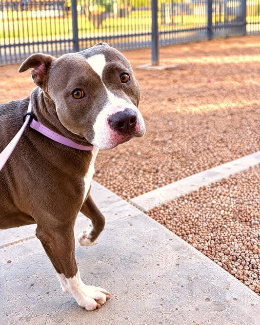 Gray and white pit bull mix on a leash looking up while standing near a gravel yard.