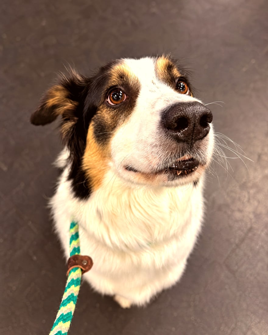 A tricolor dog on a braided slip leash sits attentively and looks up at the handler.