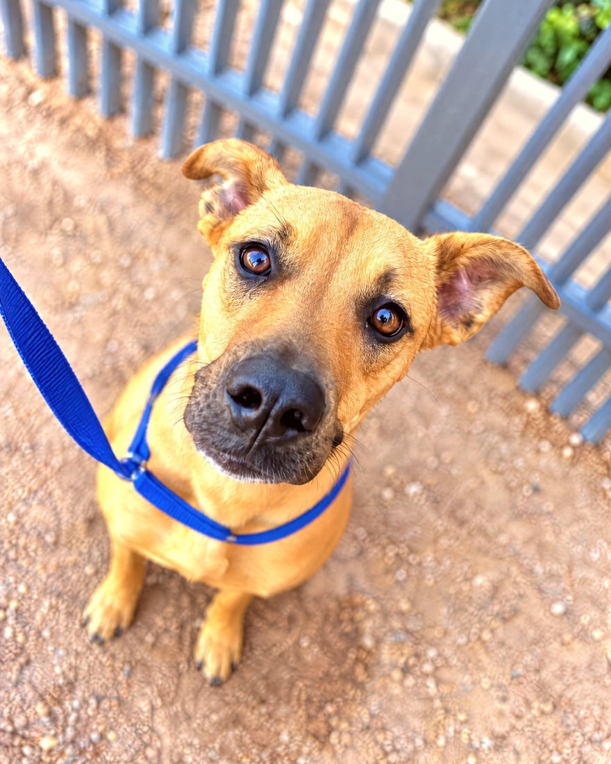 A tan dog on a blue leash sits attentively outdoors beside a metal security fence.