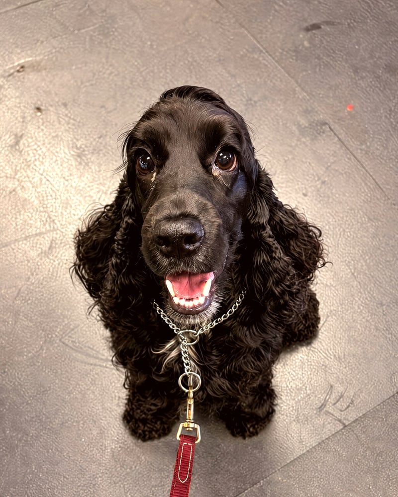 A black Cocker Spaniel sitting attentively on a textured indoor floor looking up with a gentle open-mouth smile.