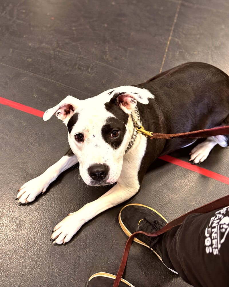 A black and white dog lies calmly in a down stay on a training floor beside a trainer holding a leash.