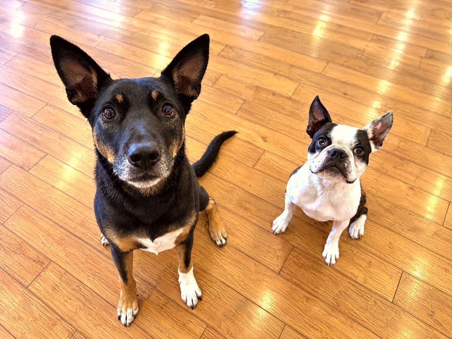 Two calm, attentive companion dogs sitting side by side on a wood floor.