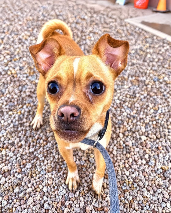 A small tan mixed-breed dog on a leash looking up while standing on a gravel surface outdoors.