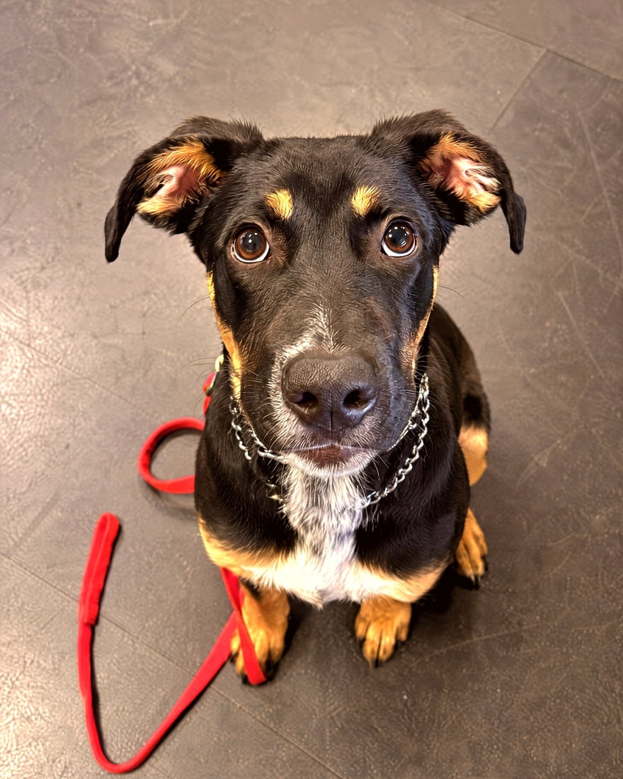 Attentive black and tan dog sitting calmly on a red training leash on an indoor training floor.