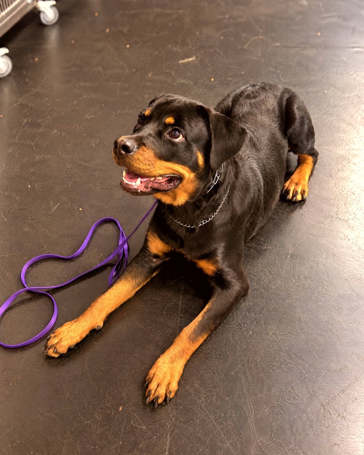 A young Rottweiler holds a calm down stay on leash during indoor behavior training on a black rubber floor.