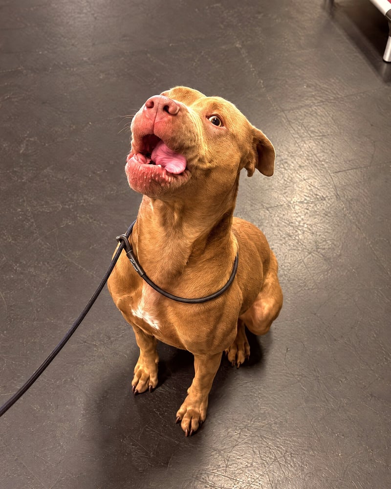A tan pit bull mix sitting on a black floor looking up expectantly on a slip lead.
