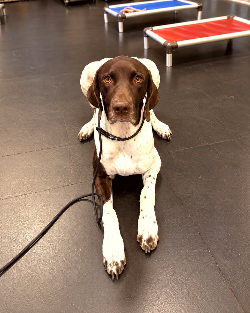 German Shorthaired Pointer holding a down-stay on leash in an indoor training room near elevated cots.