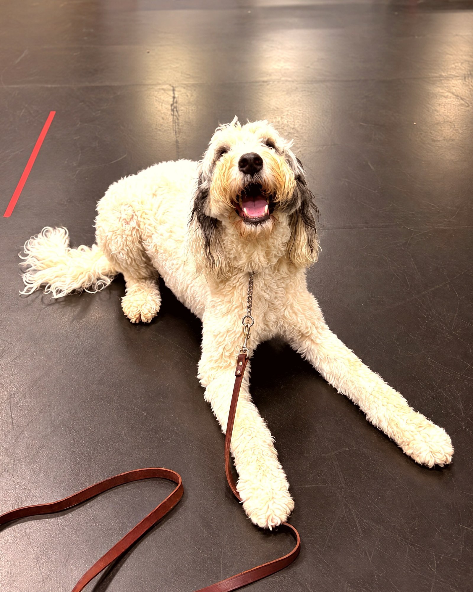 A fluffy doodle dog on a leather leash resting in a down-stay position on the indoor training floor.