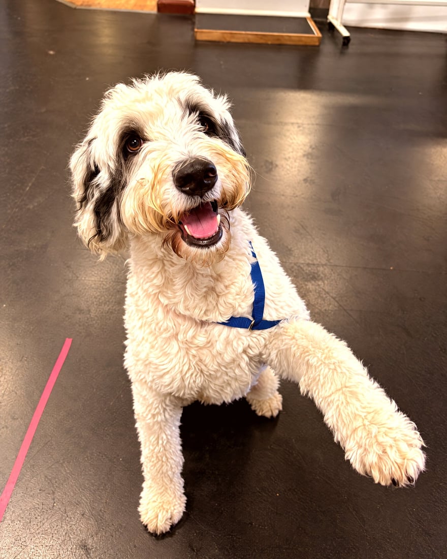 A fluffy white and black dog offering its paw while sitting attentively.