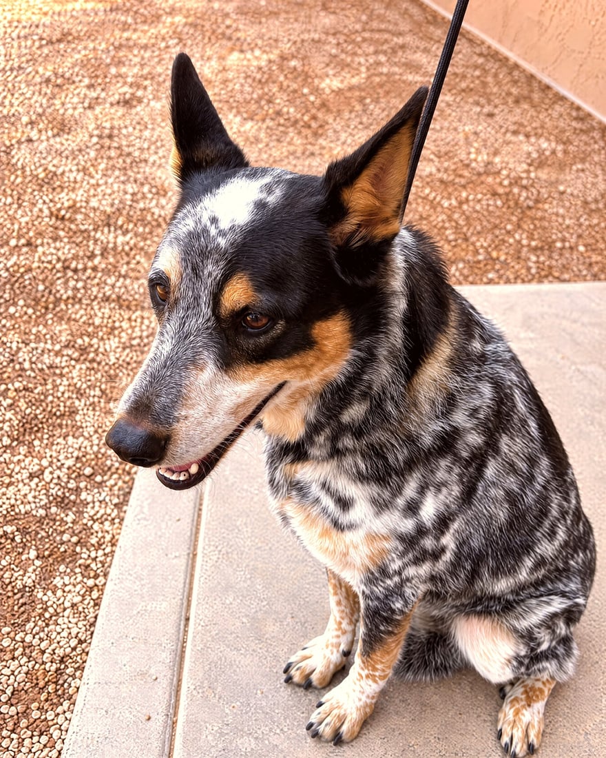 Australian Cattle Dog sitting calmly on leash outdoors during manners training.