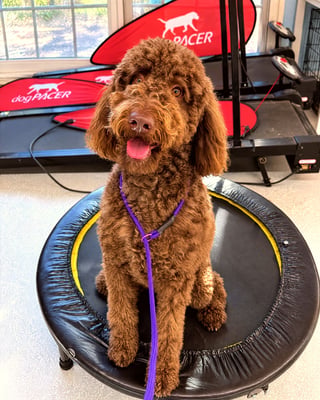 A curly brown doodle sits attentively on a mini trampoline.
