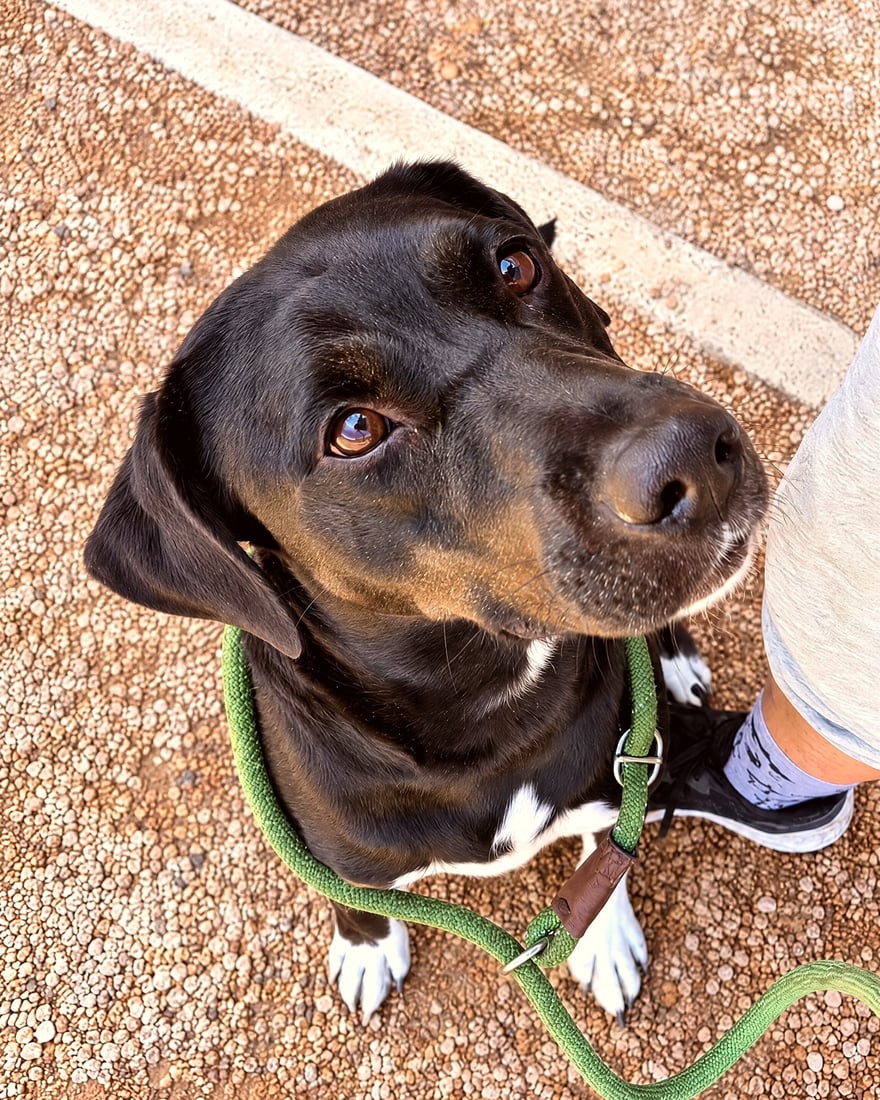 Attentive black dog sitting calmly on a leash outdoors next to a trainer on desert gravel.