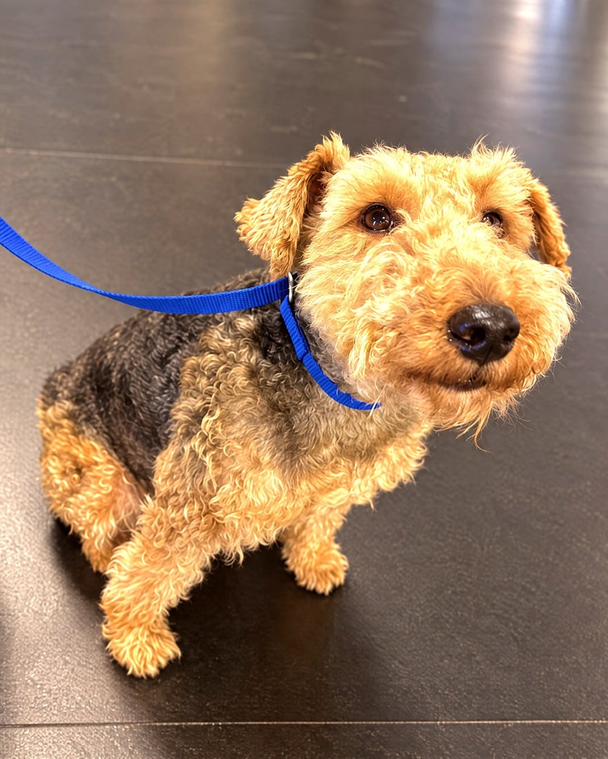 Curly coated tan and black terrier sitting calmly on a blue leash during indoor training.