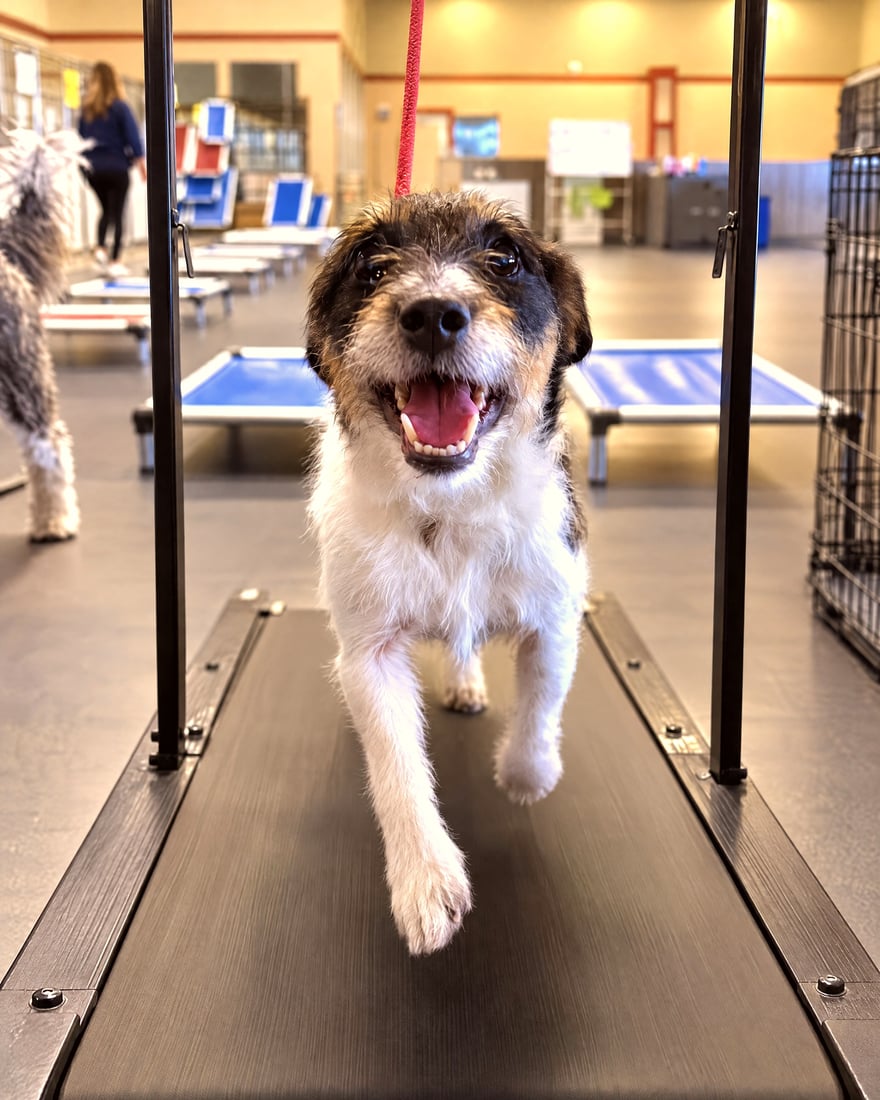 A happy scruffy terrier mix running forward on an indoor dog treadmill.