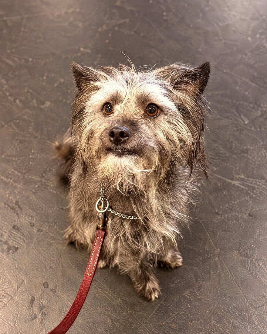 A small scruffy grey dog sits calmly on a red leash on an indoor training floor, looking up at its handler.