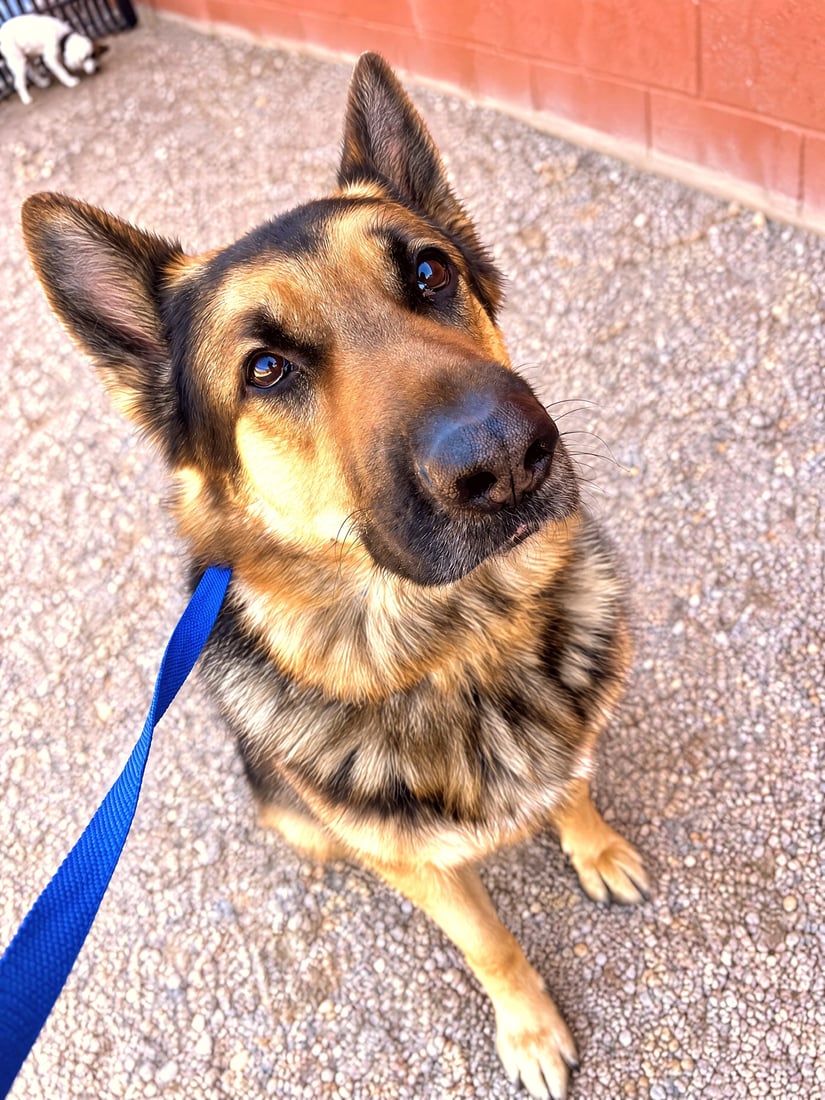 German Shepherd sitting attentively on leash looking up during training.