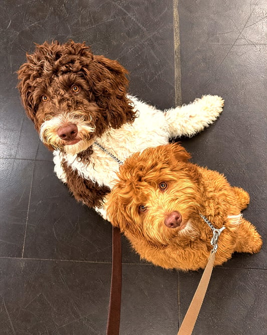 Two curly-coated dogs sitting side by side on leashes looking up attentively.