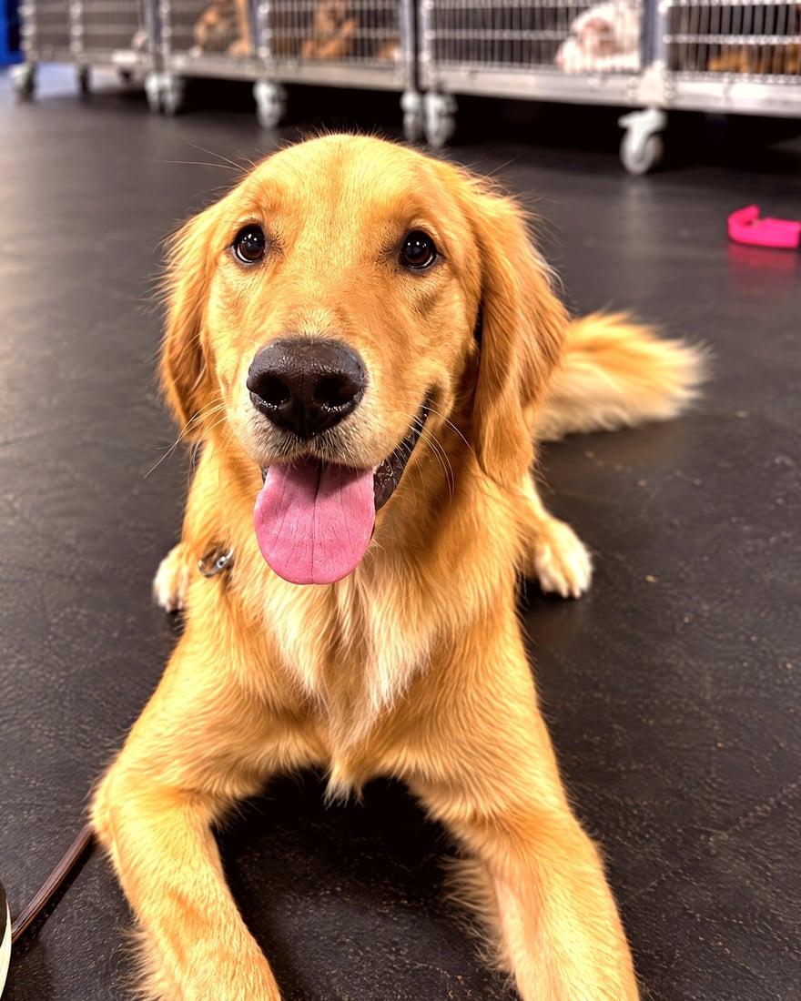 A golden retriever lies in a calm down-stay on an indoor training facility floor.