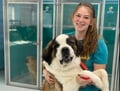 Partners Dog Cot (567)