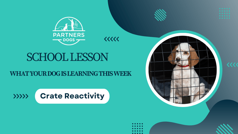 Stranger Reactivity — dog behavior