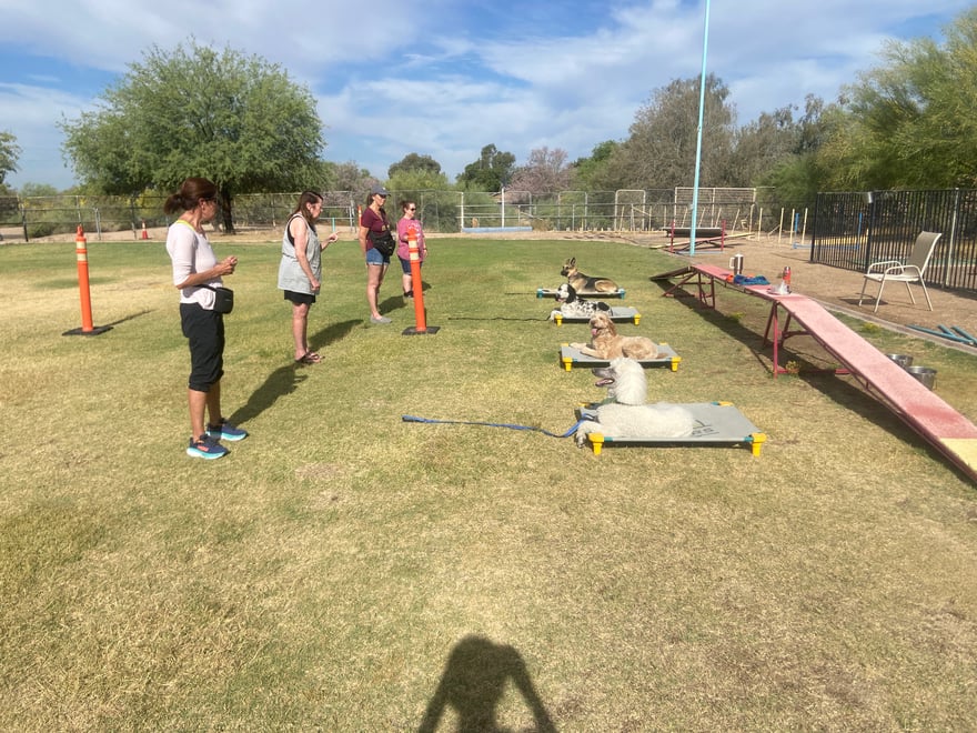 Instructors observe several dogs of different breeds working together, the kind of evaluation that shapes a PD360 Assessment plan.
