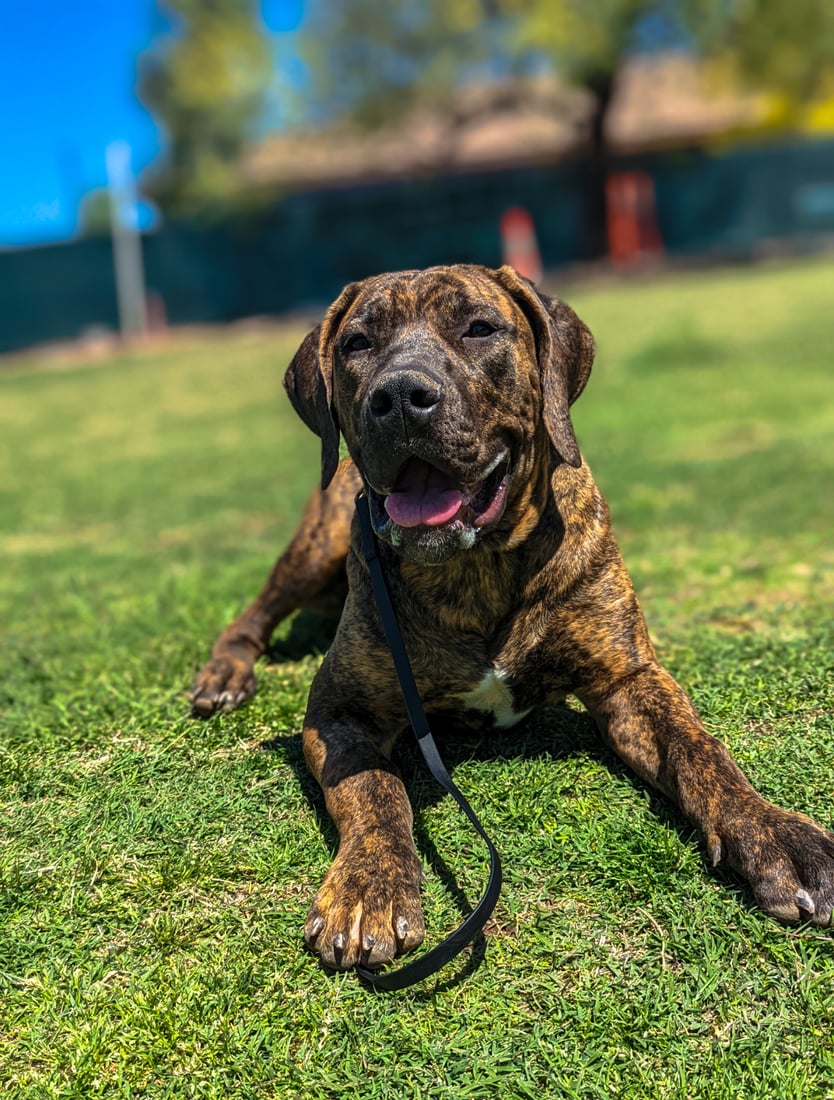 A large brindle dog lies relaxed on green grass outdoors, at ease at the Partners Dogs home campus.