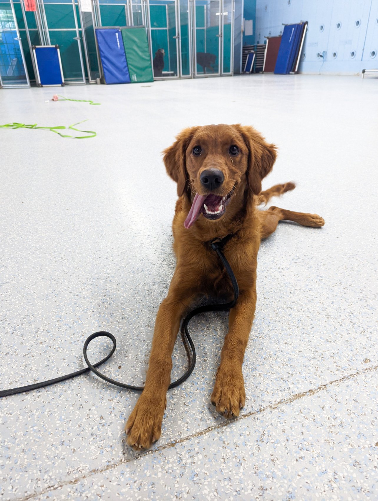 This Behavior calm and settled after Partners Dogs training