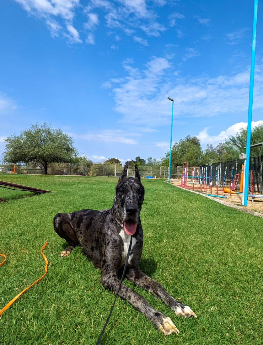 A relaxed dog rests on bright green grass under a clear blue Arizona sky beside the outdoor field, the calm-weather calm before monsoon season arrives.