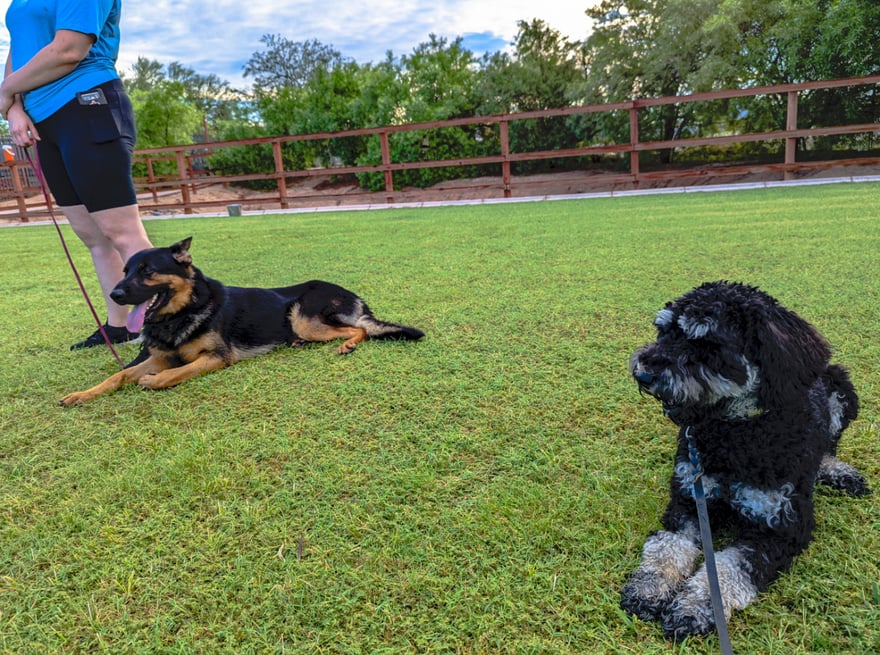 A handler works with two dogs settling calmly on the grass during an outdoor training session.