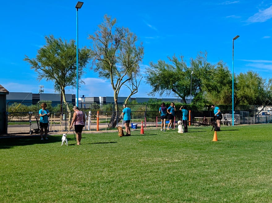 Several dog owners work with their different dogs together during an outdoor group training session.